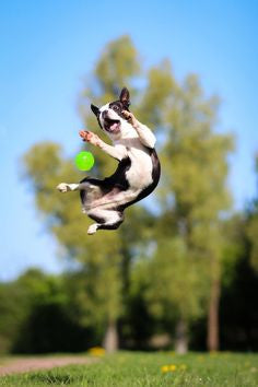 Boston Terrier by Joe Castrucci